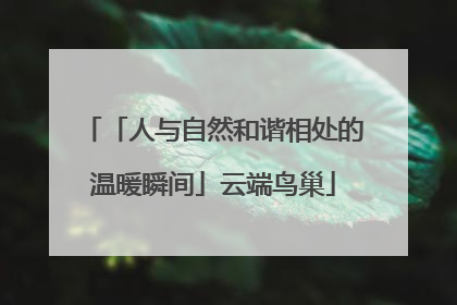 「人与自然和谐相处的温暖瞬间」云端鸟巢