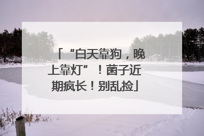 “白天靠狗，晚上靠灯”！菌子近期疯长！别乱捡