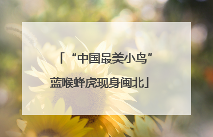 “中国最美小鸟”蓝喉蜂虎现身闽北