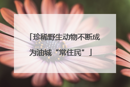 珍稀野生动物不断成为油城“常住民”