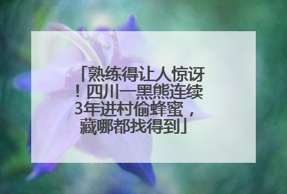 熟练得让人惊讶！四川一黑熊连续3年进村偷蜂蜜，藏哪都找得到