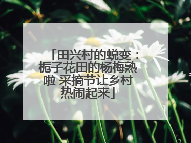 田兴村的蜕变：栀子花田的杨梅熟啦 采摘节让乡村热闹起来