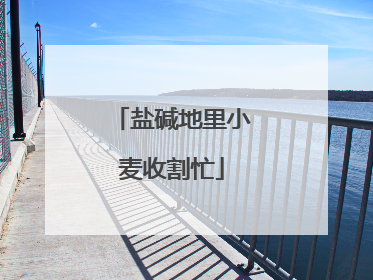 盐碱地里小麦收割忙