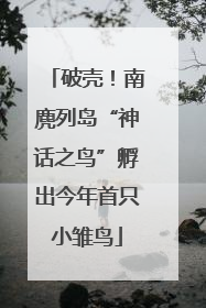 破壳！南麂列岛“神话之鸟”孵出今年首只小雏鸟