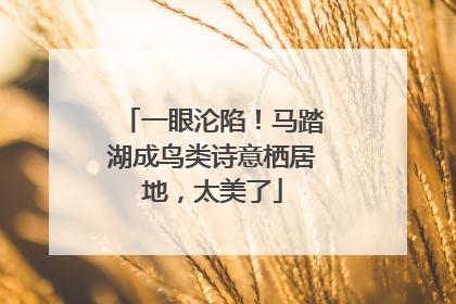 一眼沦陷！马踏湖成鸟类诗意栖居地，太美了