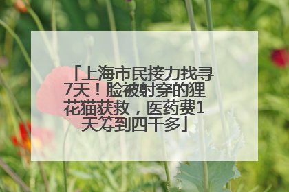 上海市民接力找寻7天！脸被射穿的狸花猫获救，医药费1天筹到四千多