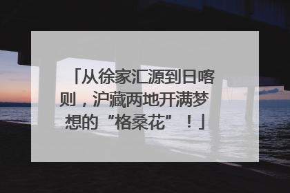 从徐家汇源到日喀则，沪藏两地开满梦想的“格桑花”！