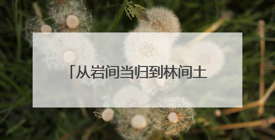 从岩间当归到林间土鸡，解码思茅大芦山美食的“自然哲学”