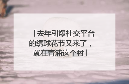 去年引爆社交平台的绣球花节又来了，就在青浦这个村