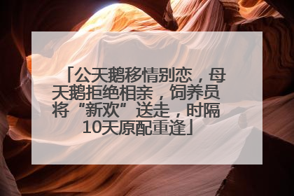 公天鹅移情别恋，母天鹅拒绝相亲，饲养员将“新欢”送走，时隔10天原配重逢