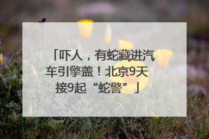 吓人，有蛇藏进汽车引擎盖！北京9天接9起“蛇警”