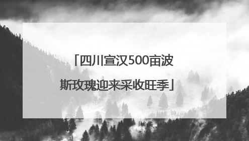 四川宣汉500亩波斯玫瑰迎来采收旺季