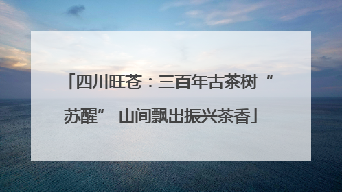 四川旺苍：三百年古茶树“苏醒” 山间飘出振兴茶香