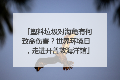 塑料垃圾对海龟有何致命伤害？世界环境日，走进开普敦海洋馆