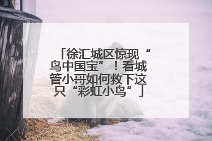 徐汇城区惊现“鸟中国宝”！看城管小哥如何救下这只“彩虹小鸟”