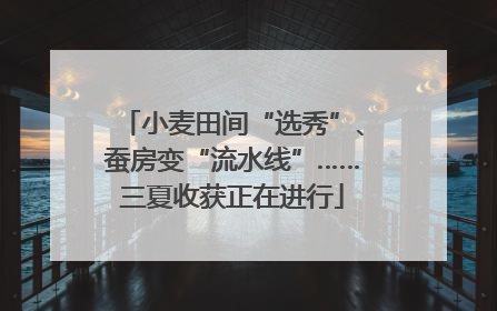 小麦田间“选秀”、蚕房变“流水线”……三夏收获正在进行