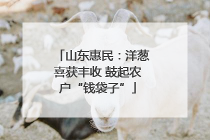 山东惠民：洋葱喜获丰收 鼓起农户“钱袋子”