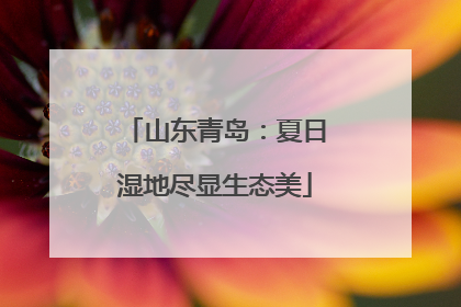 山东青岛：夏日湿地尽显生态美