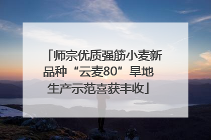 师宗优质强筋小麦新品种“云麦80”旱地生产示范喜获丰收