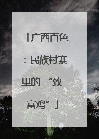广西百色：民族村寨里的 “致富鸡”
