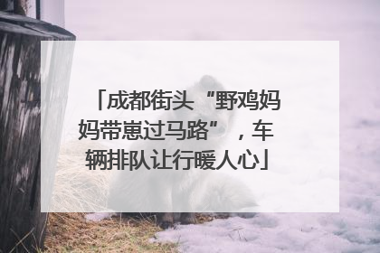 成都街头“野鸡妈妈带崽过马路”，车辆排队让行暖人心
