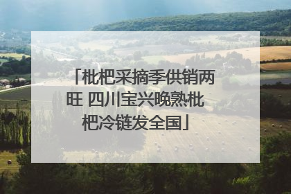 枇杷采摘季供销两旺 四川宝兴晚熟枇杷冷链发全国