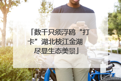 数千只须浮鸥“打卡”湖北枝江金湖 尽显生态美景