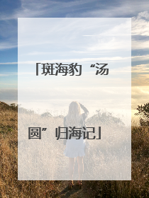 斑海豹“汤圆”归海记