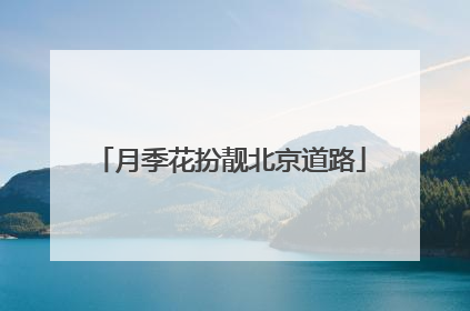 月季花扮靓北京道路