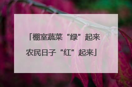 棚室蔬菜“绿”起来 农民日子“红”起来