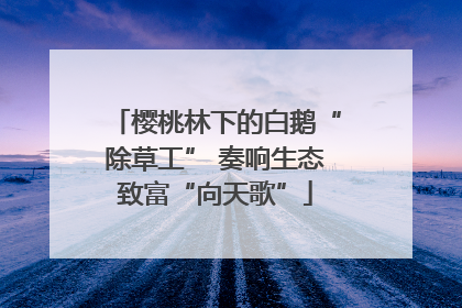 樱桃林下的白鹅“除草工” 奏响生态致富“向天歌”