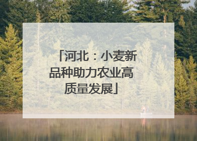 河北：小麦新品种助力农业高质量发展