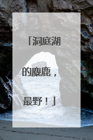 洞庭湖的麋鹿，最野！
