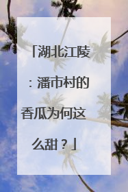 湖北江陵：潘市村的香瓜为何这么甜？