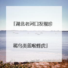 湖北老河口发现珍稀鸟类蓝喉蜂虎