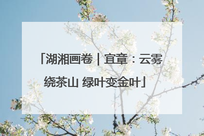 湖湘画卷｜宜章：云雾绕茶山 绿叶变金叶