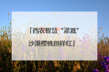 西农智慧“灌溉” 沙漠樱桃别样红