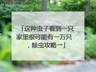 这种虫子看到一只家里很可能有一万只，除虫攻略→