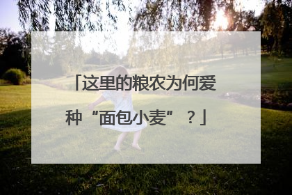 这里的粮农为何爱种“面包小麦”？