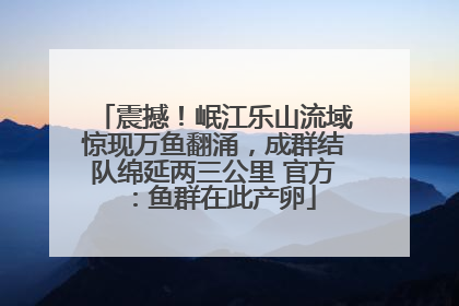 震撼！岷江乐山流域惊现万鱼翻涌，成群结队绵延两三公里 官方：鱼群在此产卵
