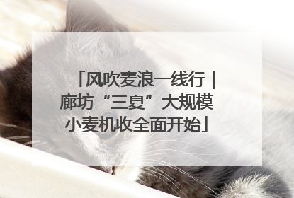 风吹麦浪一线行｜廊坊“三夏”大规模小麦机收全面开始