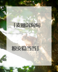 麦穗沉甸甸 粮安稳当当