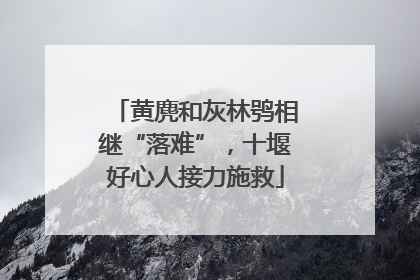 黄麂和灰林鸮相继“落难”，十堰好心人接力施救